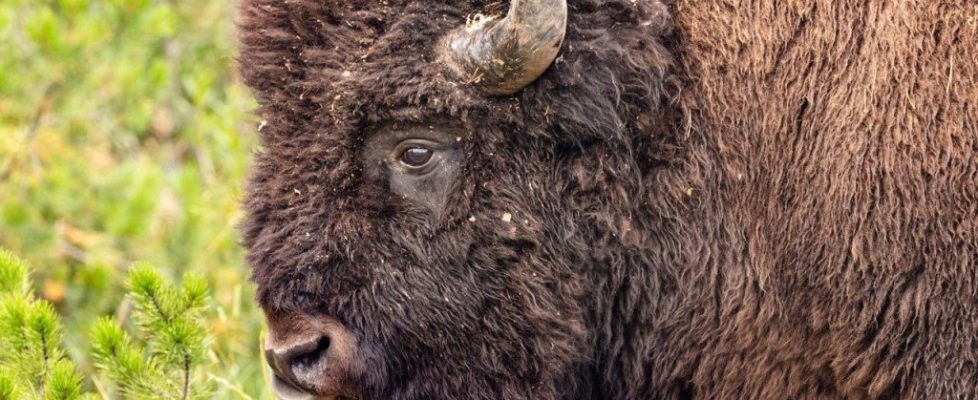 New technology in bison genetic testing may improve management practices