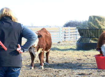 Nebraska cattlemen use tech to take cattle herds to 'the next level' - NTV