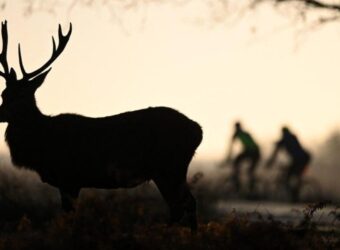 New York deer infected with Omicron, finds study