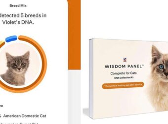 The Wisdom Panel Cat DNA Test Is on Sale at Chewy