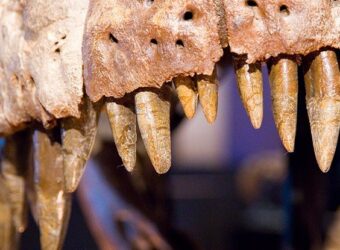 T. Rex May Have Actually Been 3 Species, According to a Close Look at The Bones