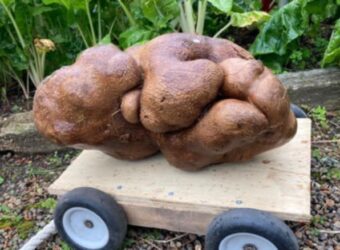 They thought they found the world’s largest potato. A DNA test proved otherwise