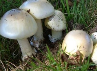 Highly poisonous "death cap" mushroom found in Idaho | Straight From The Source