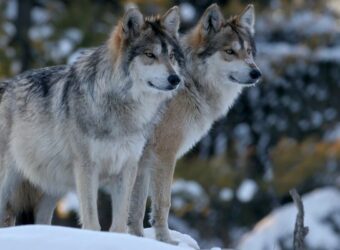 Scientists Issue Plan for Rewilding the American West